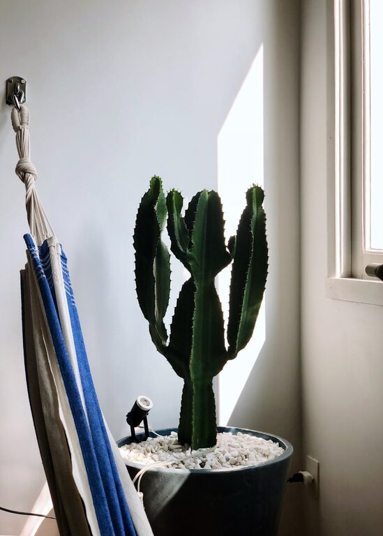 How to Refresh Your Home with Plants: A Complete Guide