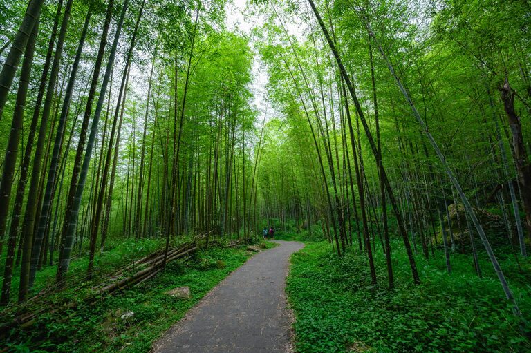 Beginner Guide to Mindful Walking: Steps to Calm and Clarity