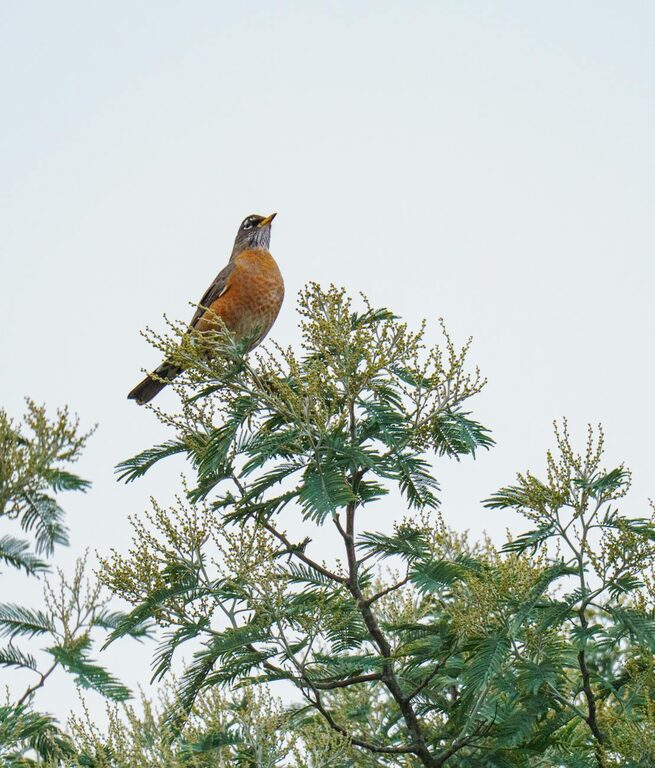 Beginner Tips for Backyard Birdwatching: A Simple Guide to Get Started